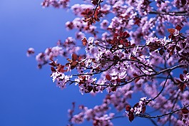 日本櫻花,鮮花,粉紅色