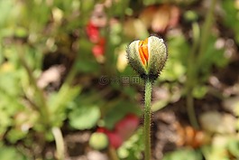 罂粟,yanggwibikkot,春天