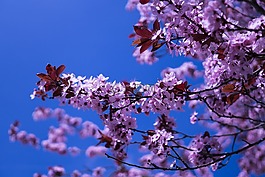 日本櫻花,鮮花,粉紅色