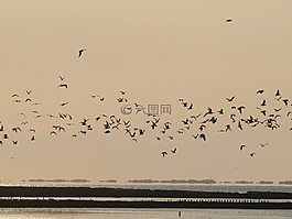 傍晚的天空,鳥類,飛的鳥