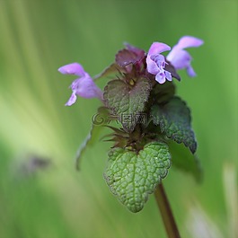 性質(zhì),花,廠
