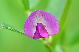 蘭花,性質(zhì),花