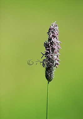 性質(zhì),廠,葉子