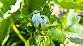 草莓,拖放,在上午