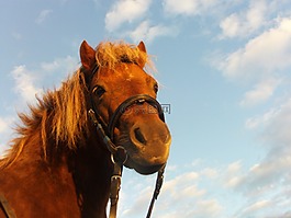 馬,小馬,騎