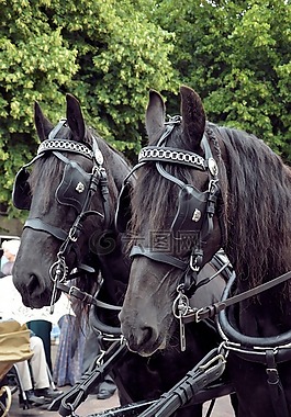 馬匹,馬車,夫婦