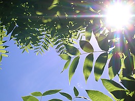 葉子,陽光