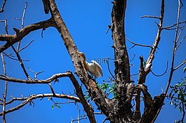 鳥,尼泊爾,飛行
