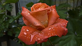 雨滴,玫瑰,雨后