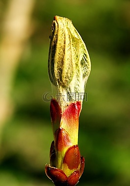 開(kāi)花,芽,關(guān)閉