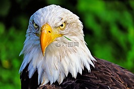 鳥,荷蘭,動物
