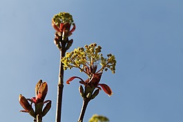 春天,藍(lán)藍(lán)的天空,天空