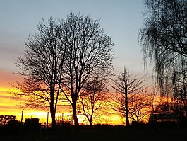 日落,樹,abendstimmung