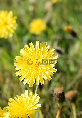 黃色,花,綠色