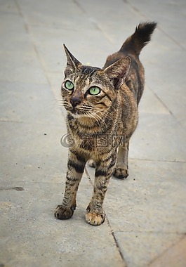 貓,動物