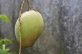 水果,芒果,芒果水果