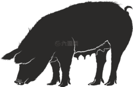 豬,豬肉,母豬