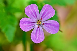 花,性質(zhì),宏