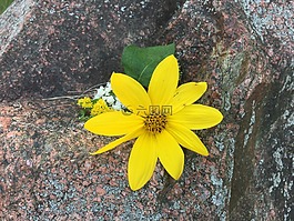 花,黃色,花的