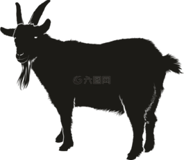 山羊,黑色,動物