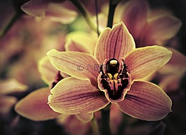蘭花,花,粉紅色