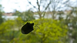 甲蟲,玻璃,性質(zhì)