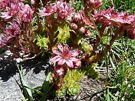 鮮花,野生,性質(zhì)