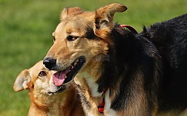 狗,毛皮,動物