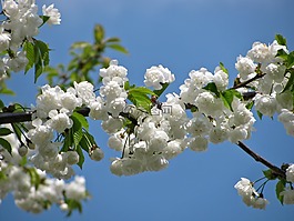 樹,開花,花