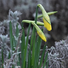 花卉,復(fù)活節(jié)花,納西斯 ·