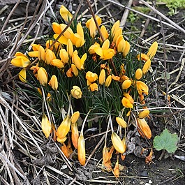 花卉,番紅花,春天