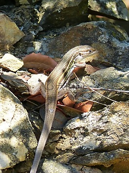 蜥蜴,sargantana,爬行動(dòng)物