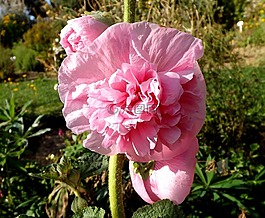 花,性質(zhì),廠