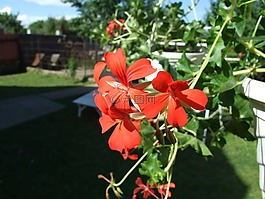 天竺葵,花卉,紅色花