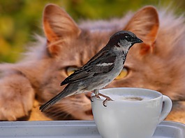 麻雀,鳥(niǎo),咖啡