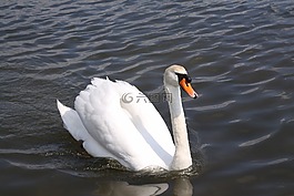 天鵝,鳥,白