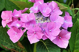 繡球,鮮花,性質