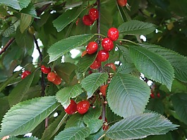 櫻桃,紅色,水果