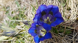 龍膽,開花,高山花卉