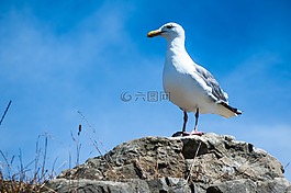 海鷗,夏天,飛行