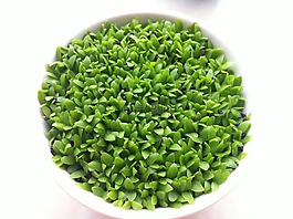 綠色,植物,清新