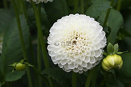 嬌琴紗,白,花