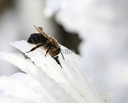 蜜蜂,濕,滴