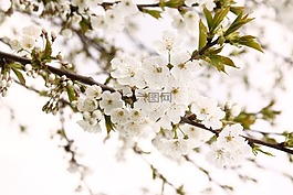 櫻桃,櫻花,鮮花