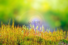 森林,特寫,春