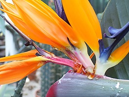 花,開花,盛開