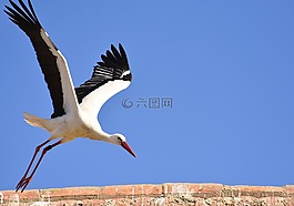 鸛,鳥,飛