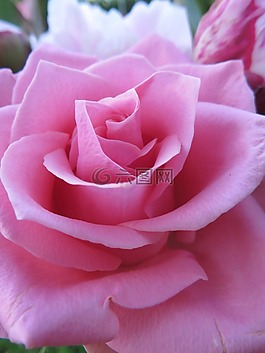 玫瑰,開花,花