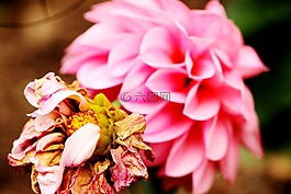 鮮花,花園,夏天