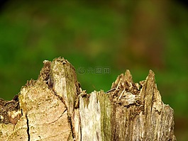 日志,morsch,老